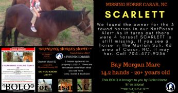 BOLO  for Casar NC Missing Morgan Mare Near Lawndale, , 28090